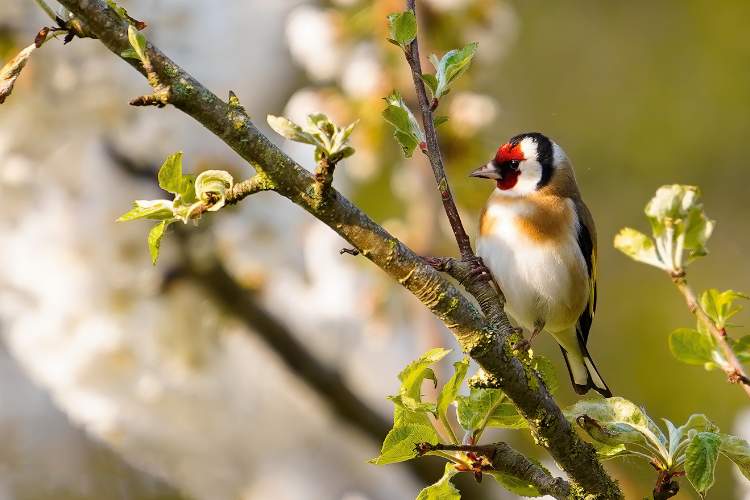 finch in a tree