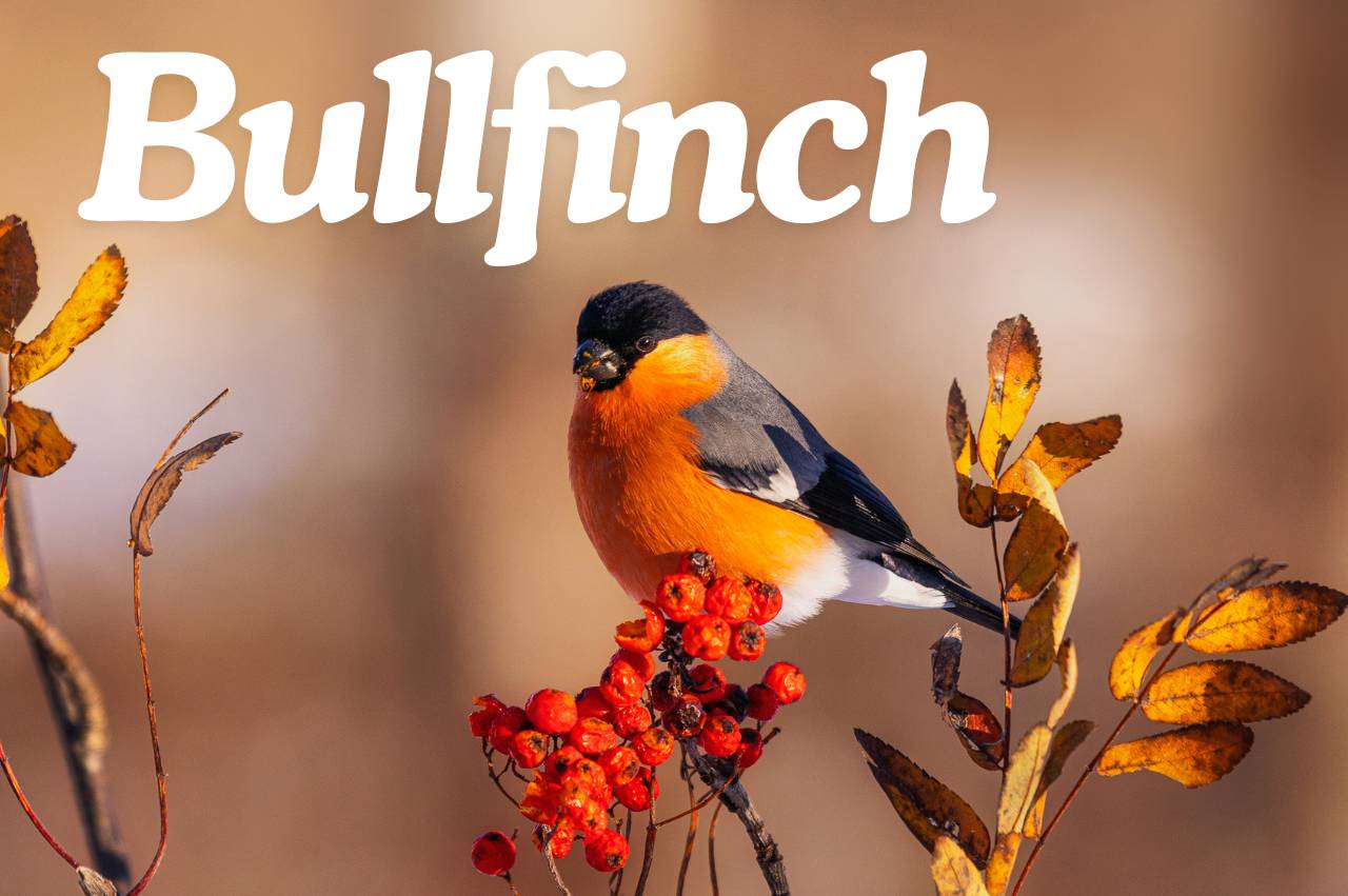 Bird Fact File: Bullfinch