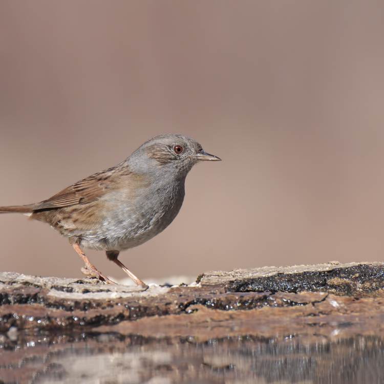 Dunnock