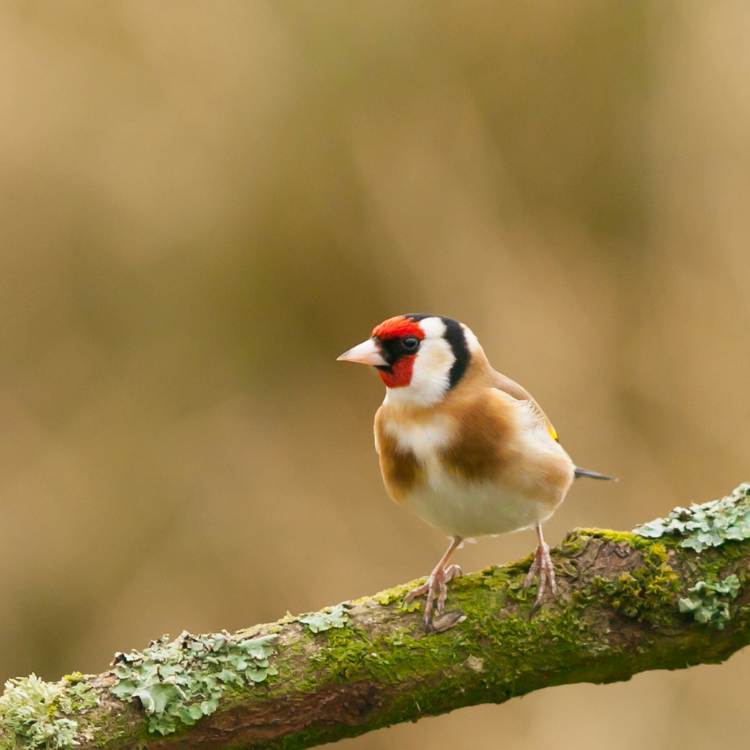 Goldfinch