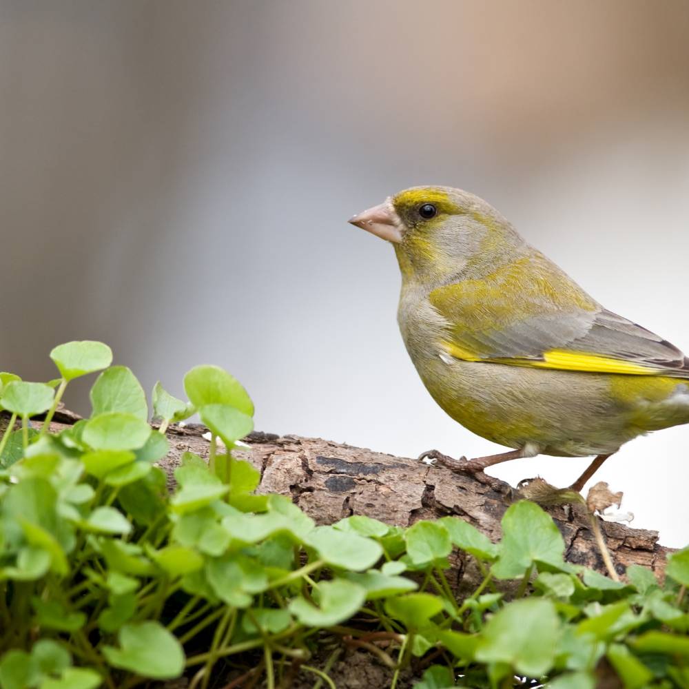 Greenfinch