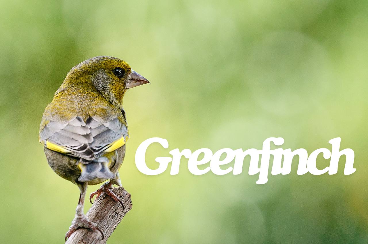 Bird Fact File: Green Finch