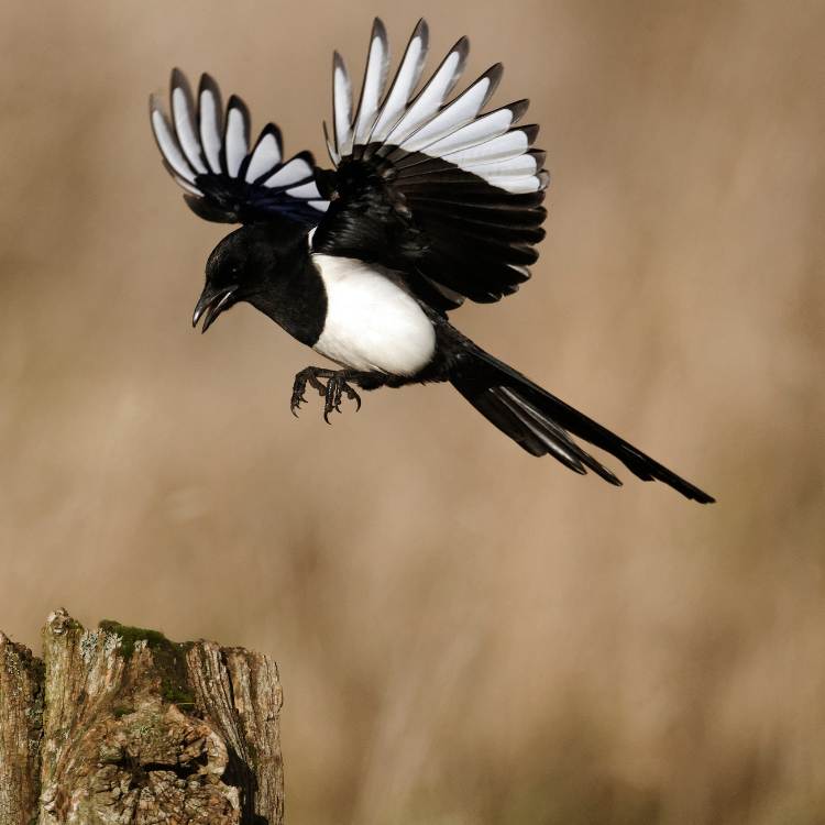 Magpie