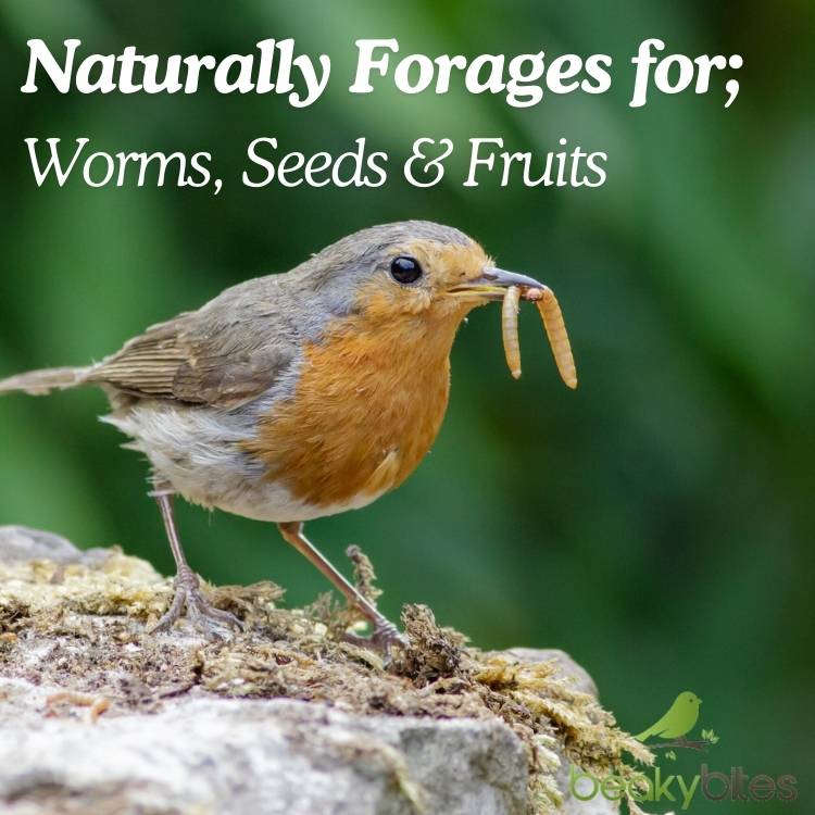 Naturally forages for