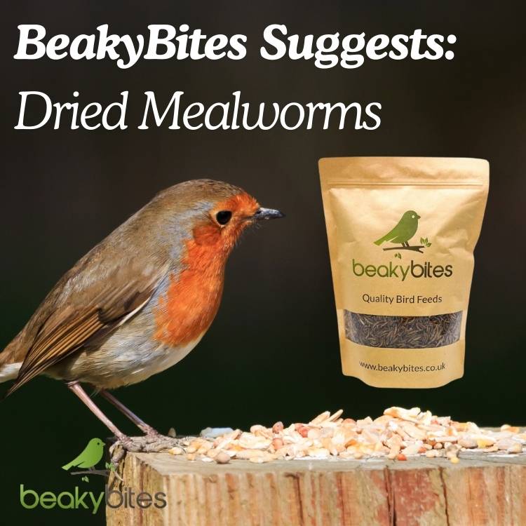 Beaky Bites suggests Mealworms