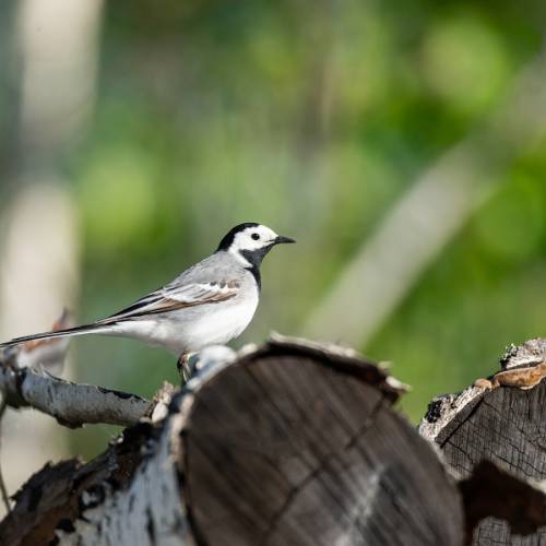 Wagtail