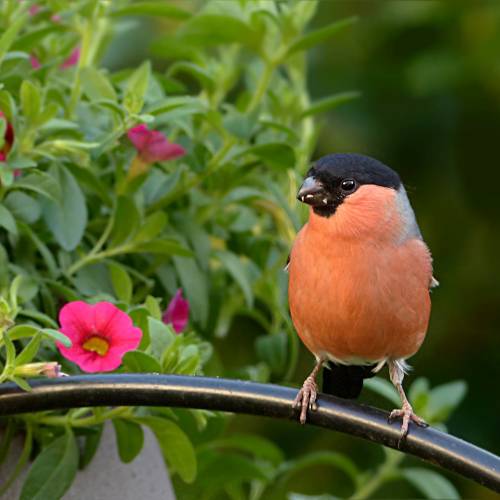 bullfinch