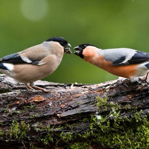 pair of bullfinch