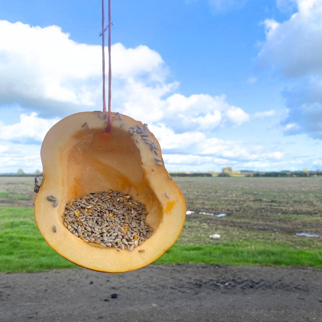 Can Birds Eat Pumpkin Seeds