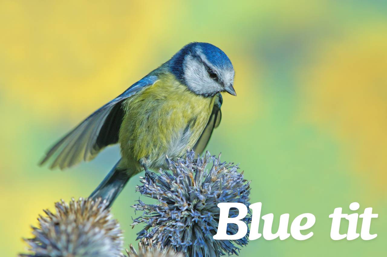 Bird Fact File: Blue Tits